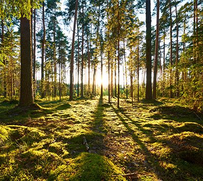 Holz - Baustoff der Zukunft