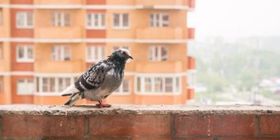 Mietrecht Vögel