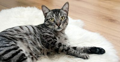 Tiere