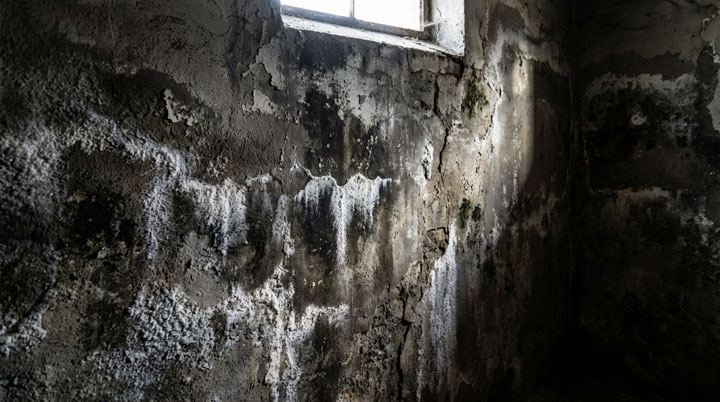 Aufnahme eines Kellerraums mit massiven Schimmel- und Feuchtigkeitsschäden. Die Wände sind großflächig von Schimmelbefall überzogen und es befinden sich Salzausblühungen an den Wänden.